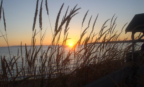 Sunset on Seagrass