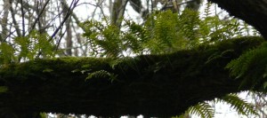 Ferns on branch